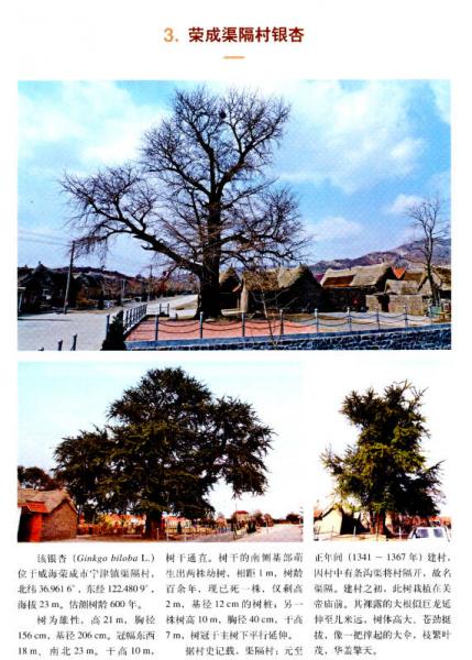 山东古树名木志 第二卷