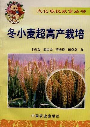 冬小麦超高产栽培
