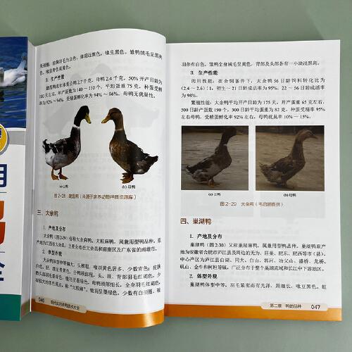 现代实用养鸭技术大全