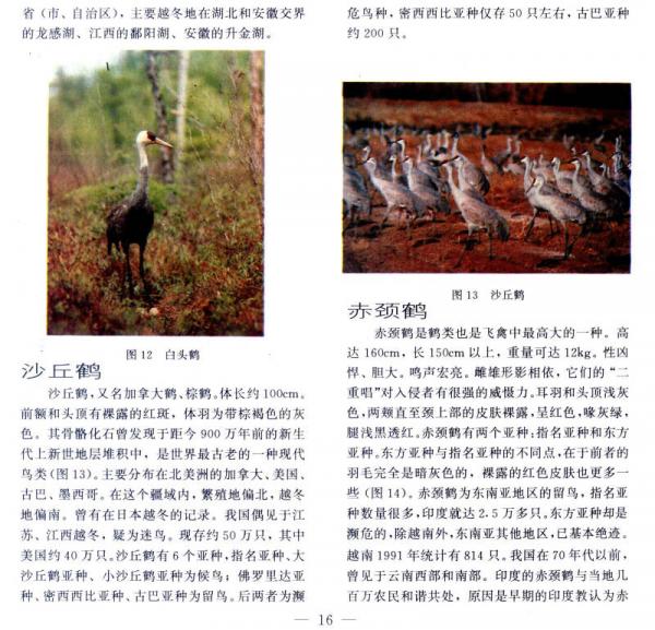 中国的鹤文化