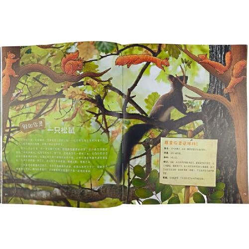 假如你是一只动物：花园领地争夺战