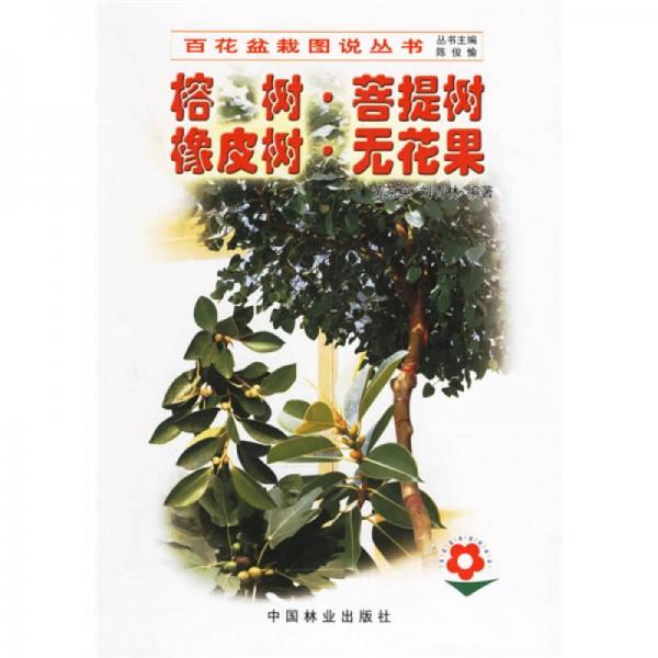 榕樹菩提樹橡皮樹無(wú)花果