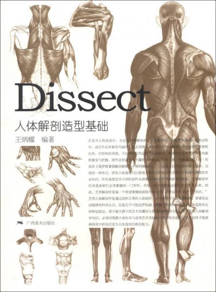 人體解剖造型基礎(chǔ)