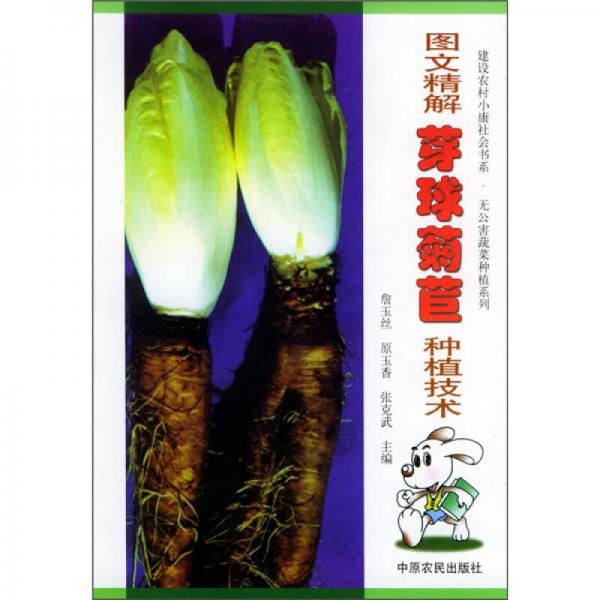 圖文精解芽球菊苣種植技術(shù)