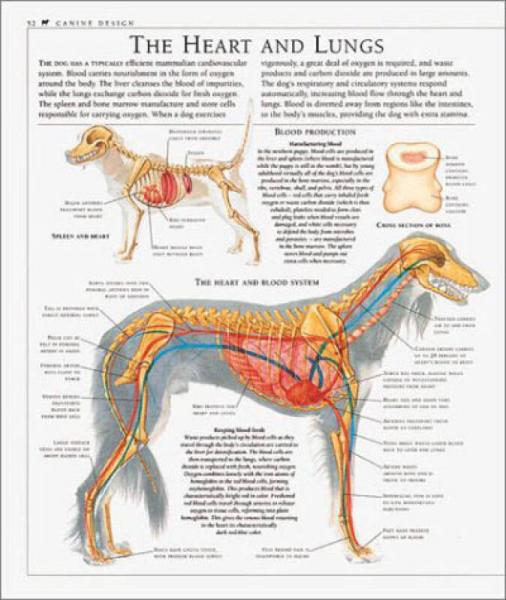 The Encyclopedia of the Dog