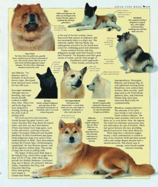 The Encyclopedia of the Dog