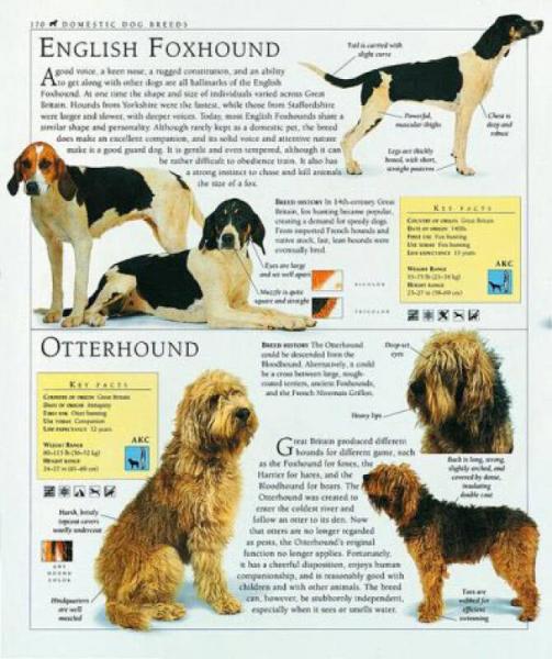 The Encyclopedia of the Dog