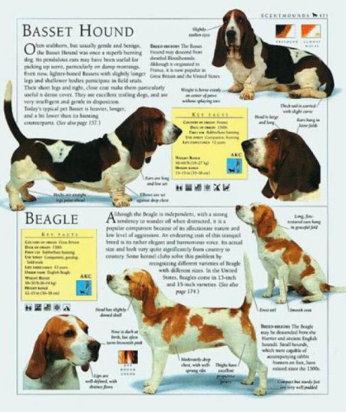 The Encyclopedia of the Dog