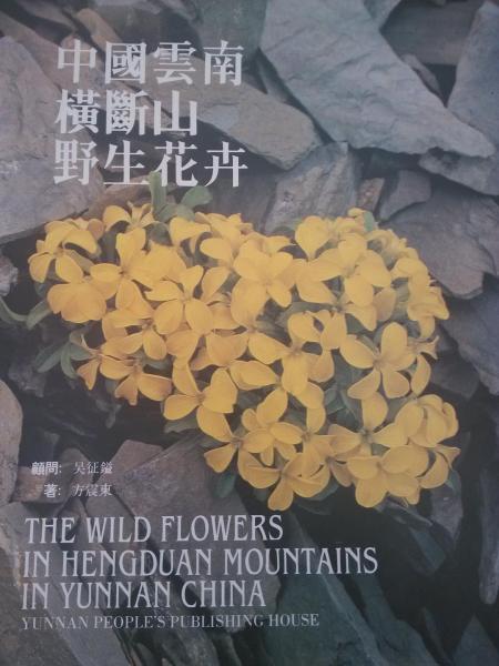 中國云南橫斷山野生花卉