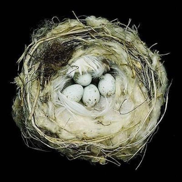 《nests》低价购书_sharon,maureen,jack dumbacher 著_外文古旧书_孔