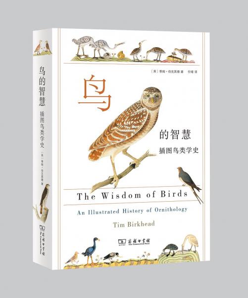 鳥的智慧