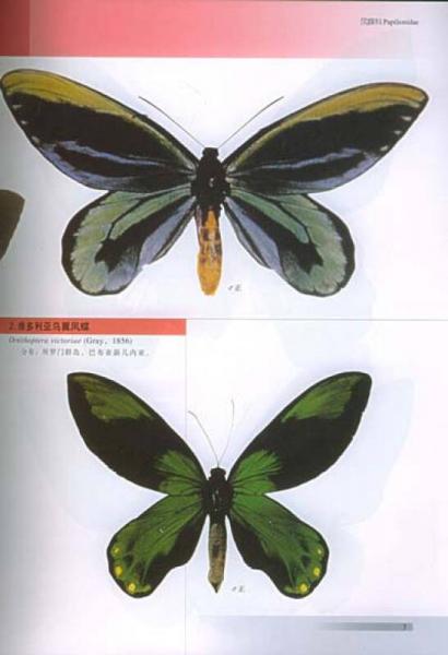 世界名蝶鉴赏图谱