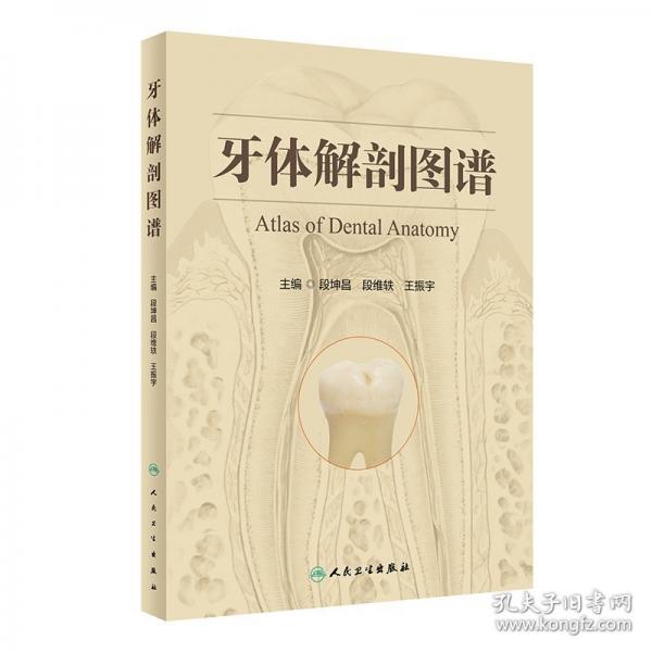 牙体解剖图谱
