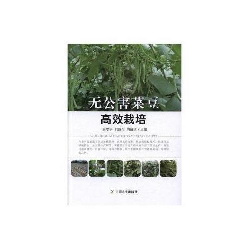 無公害菜豆高效栽培