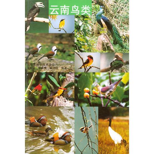 云南鳥(niǎo)類