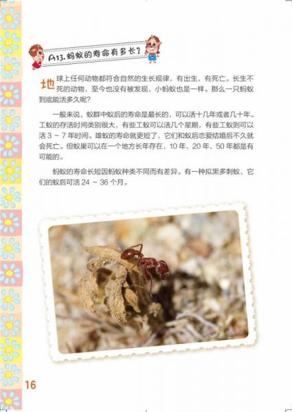 指尖上的探索：不可思议的蚂蚁