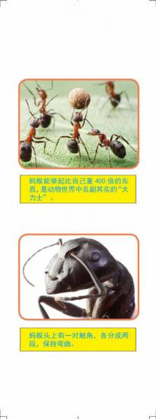 指尖上的探索：不可思议的蚂蚁