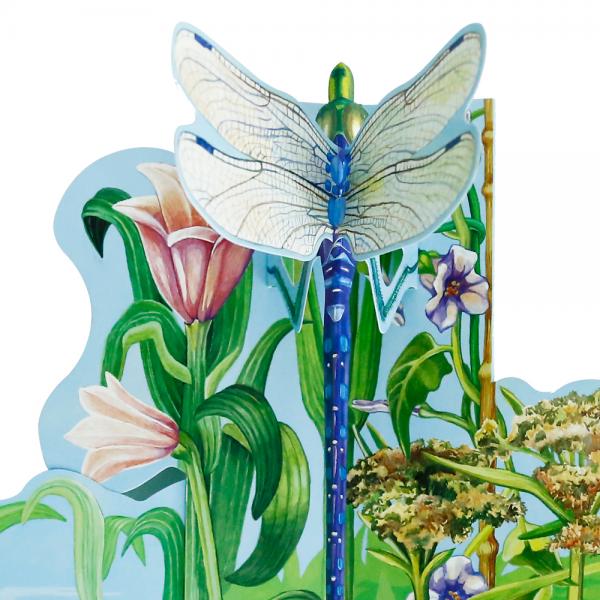 3D全景立体书：蜻蜓