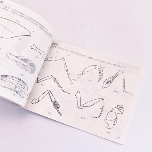 白描入门教程 大字大图版