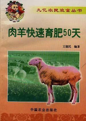 肉羊快速育肥50天