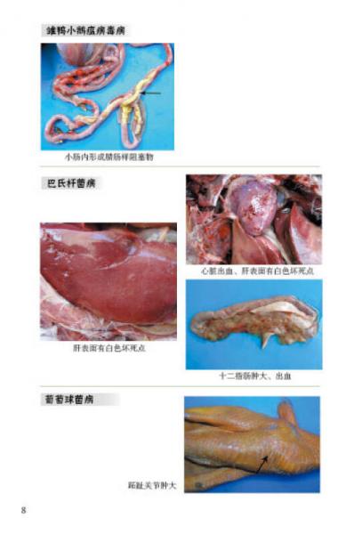 肉鸭健康养殖技术