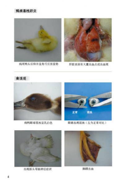 肉鸭健康养殖技术