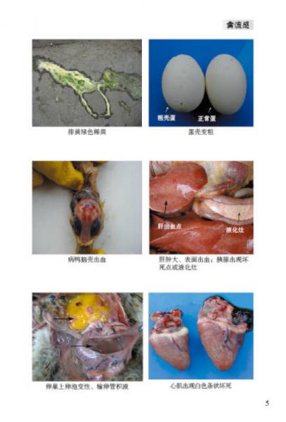 肉鸭健康养殖技术