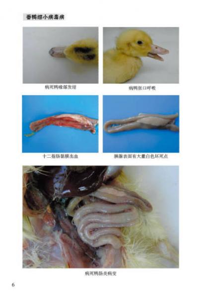 肉鸭健康养殖技术