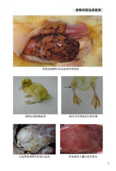 肉鸭健康养殖技术