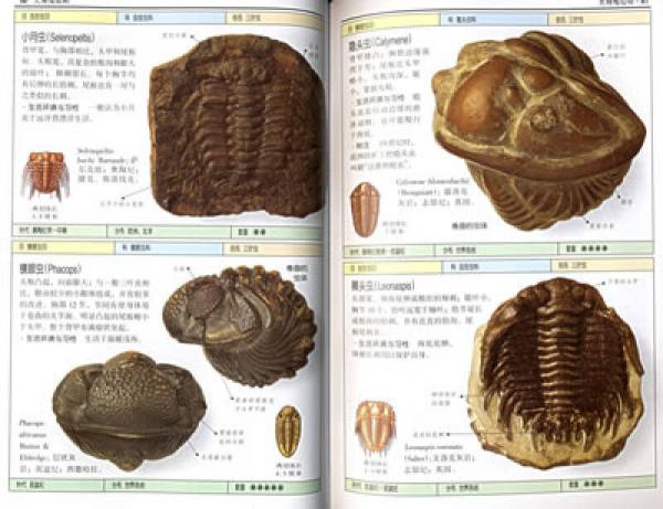 化石：全世界500多种化石的彩色图鉴