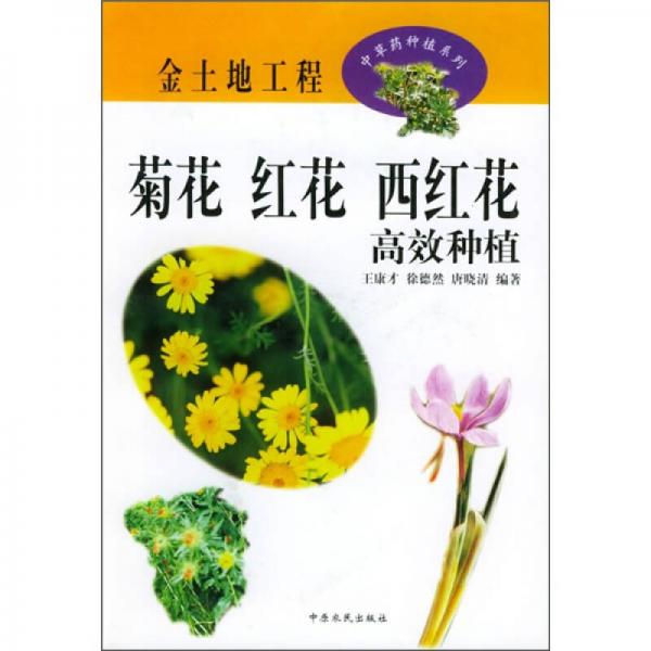 菊花 紅花 