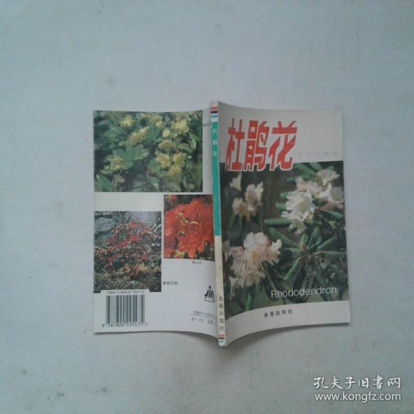 杜鹃花