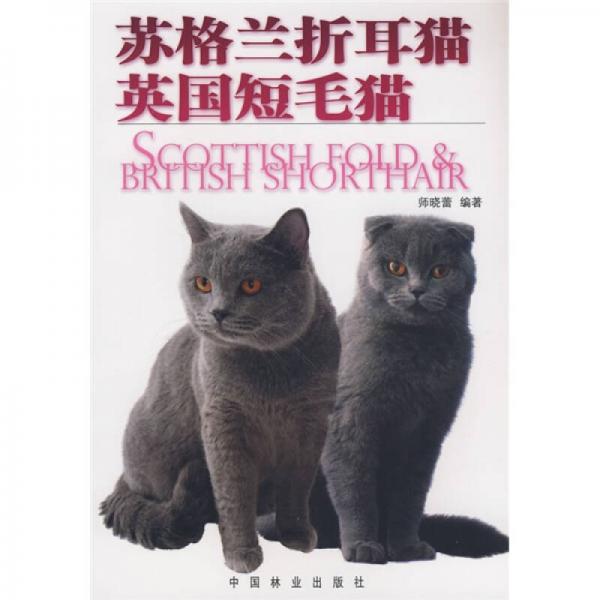 苏格兰折耳猫 英国短毛猫