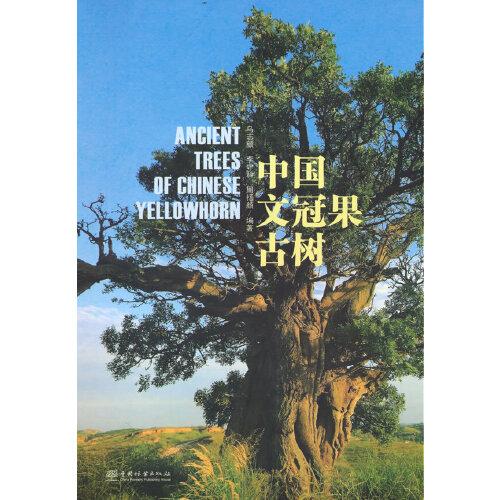 中国文冠果古树