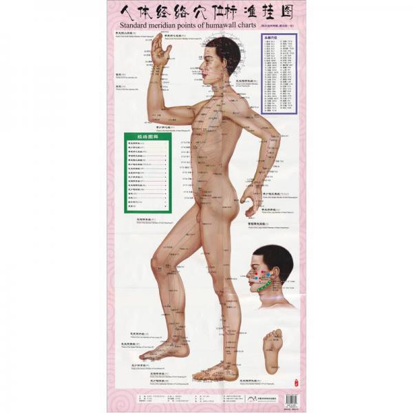 人體經(jīng)絡穴位標準掛圖（1套共3張掛圖）