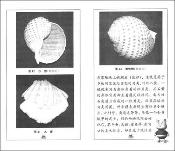 形形色色的無脊椎動物