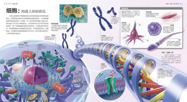 UTOP权威探秘百科·人体