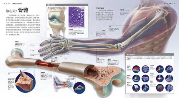 UTOP权威探秘百科·人体