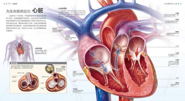 UTOP权威探秘百科·人体