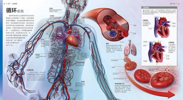 UTOP权威探秘百科·人体
