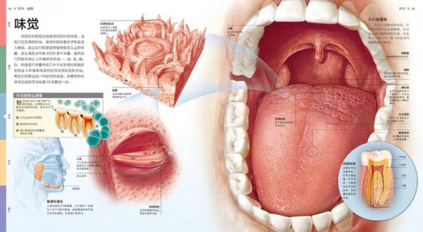 UTOP权威探秘百科·人体