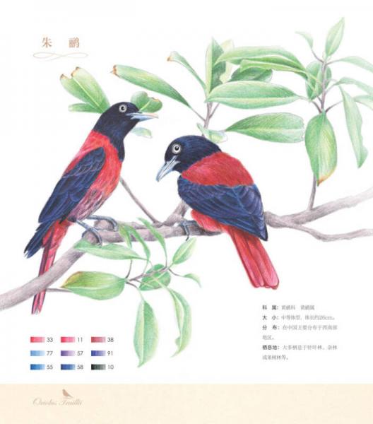 鸟之绘2：36种中国鸟的色铅笔图绘