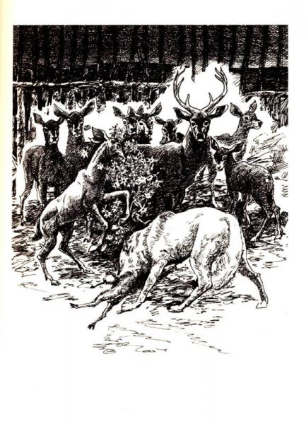 百年百部中国儿童文学经典书系：狼王梦