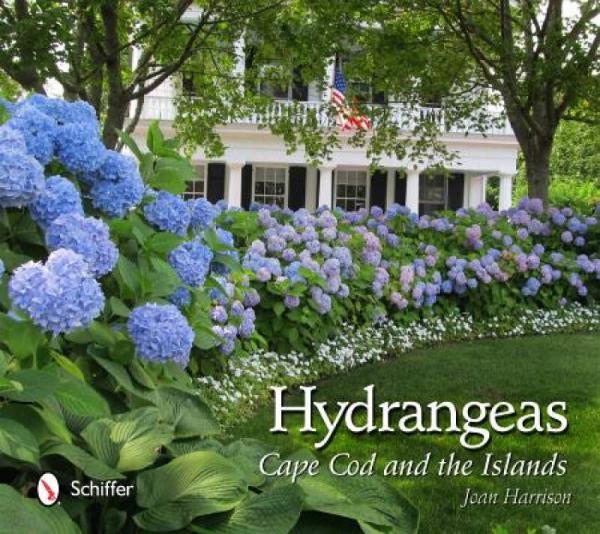 Hydrangeas: Cape Cod and the Islands