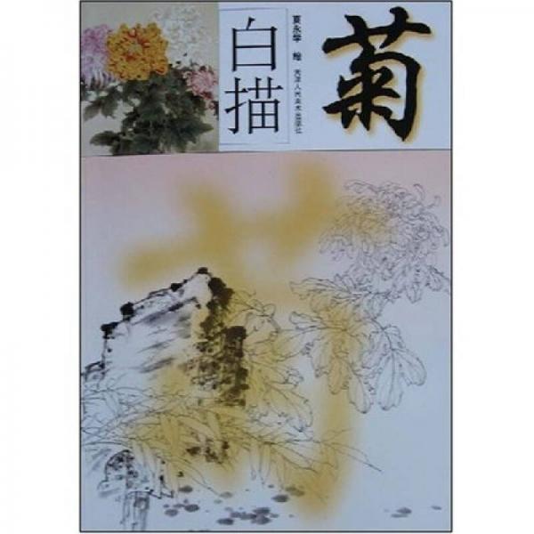 白描菊