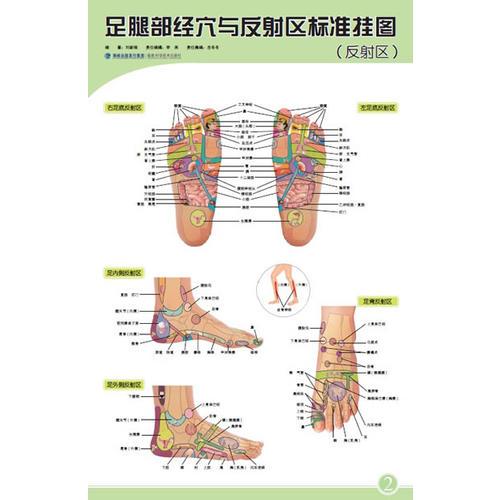 足腿部經(jīng)穴與反射區(qū)標(biāo)準(zhǔn)掛圖