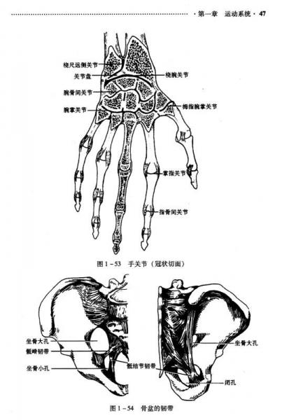 正常人体解剖学