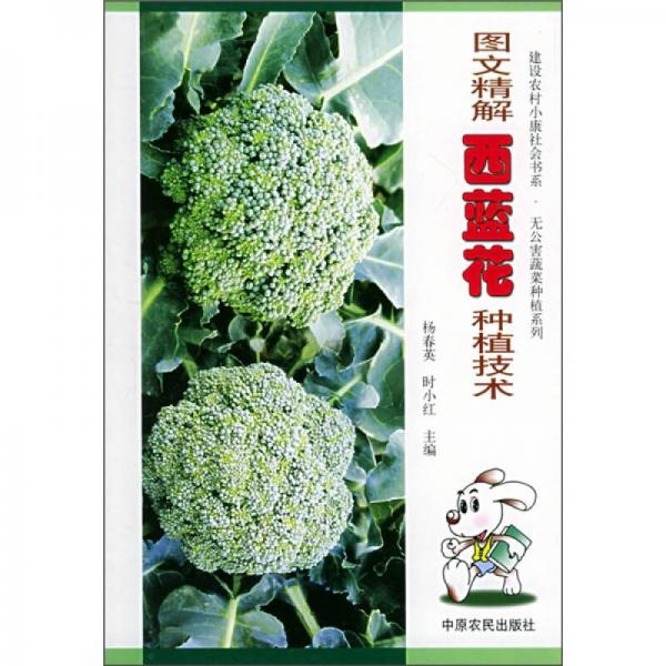圖文精解西藍(lán)花種植技術(shù)