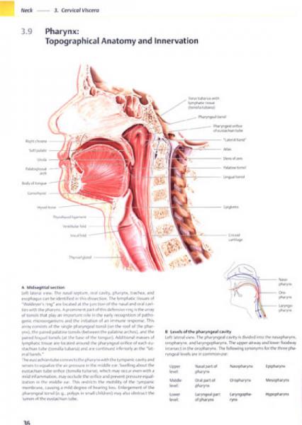 THIEME解剖图谱:颈部与内脏