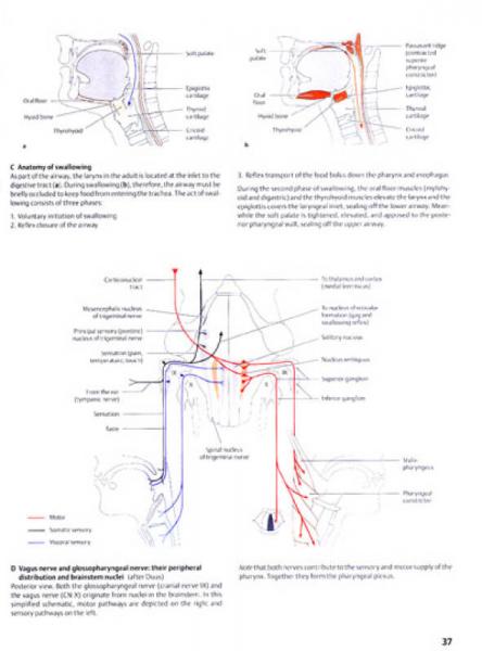THIEME解剖图谱:颈部与内脏